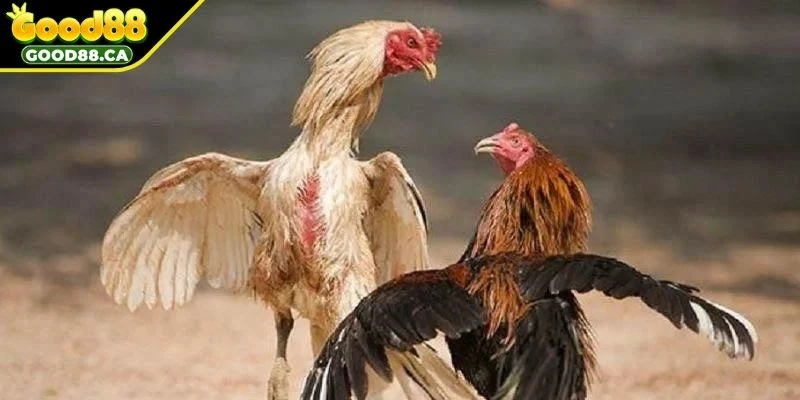 Bí quyết để tham gia gà đá thắng lớn